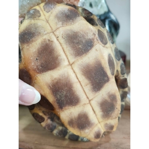觀看圖片4