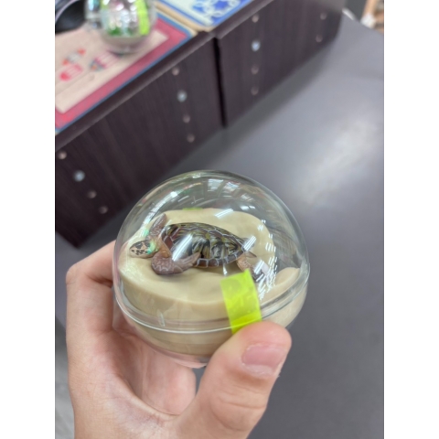 觀看圖片2