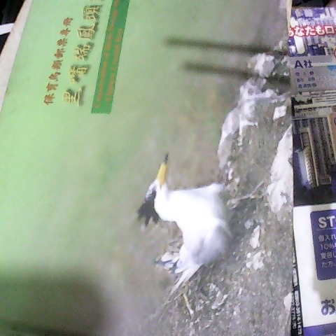 觀看圖片1